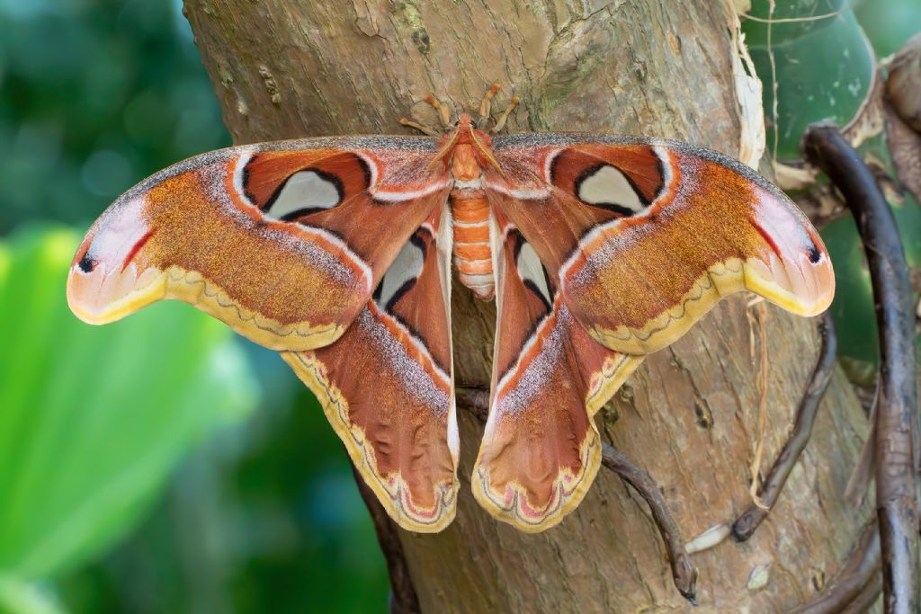 Saturniidae - Attacus atlas